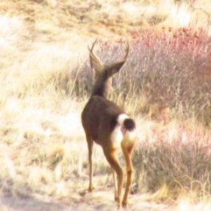 A Buck Searching for Does.