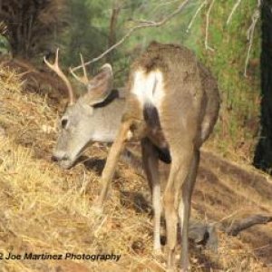 "Bucky" Munching Acorns on hillside