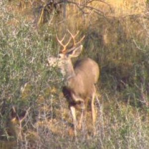 Buck nibbling