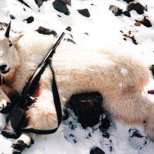 Dads goat