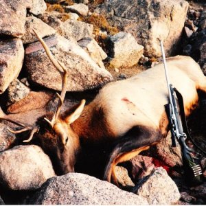 Dads first elk