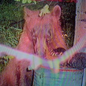 Trail cam.4