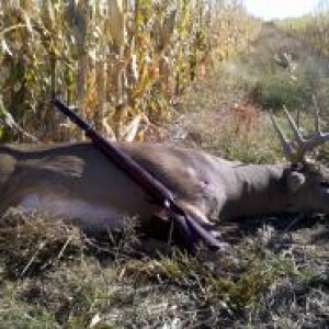 2011 whitetail, we get a lot of use out of this corn field.