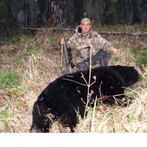2008 black bear