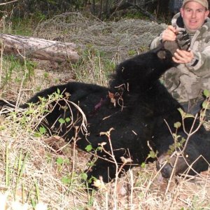 2008 black bear 2