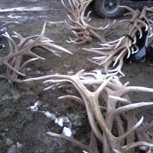 Elk Sheds