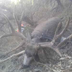 S.E. Idaho Muley