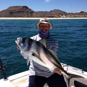 Roosterfish1