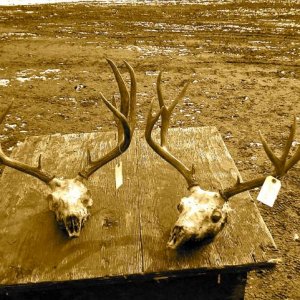Nice Muleys