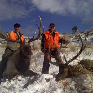 Client bulls, 2010. 325'' & 340'' OTC