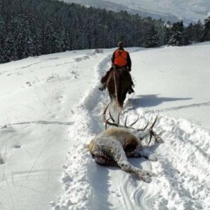 Buddies 2010 bull. 315'' OTC