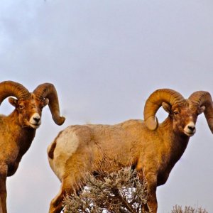 Montana Bighorns