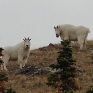 Idaho Mtn. Goats