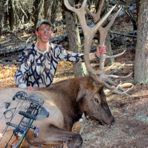 Buddies 2012 Bull. 302" OTC