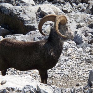 bighorn