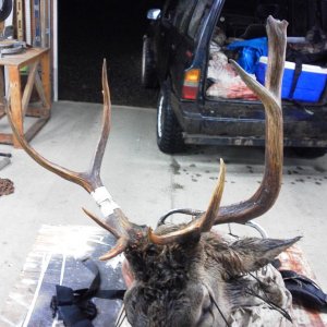 Brothers 2011 hoof-rot bull