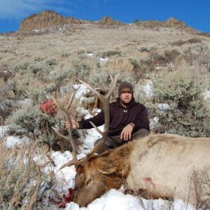 elk