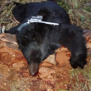 2005 Trinity Mountains-Skull measures 19 15/16" after being boiled by taxidermist!  20 5/16" before boiling!  Taxidermist still alive and we