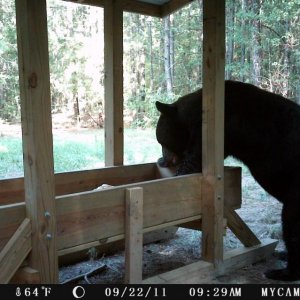 Louisiana Black Bear at deer feeder.