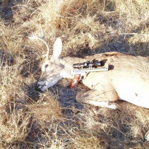 2008 Texas Whitetail-RPM Pistol-.357 Maximum-R-P 180 gr. JHP-127 yards-NAHHC Management Hunt