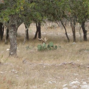 2012 YO Ranch 200+ Whitetail-$20,000 Breeder Deer hanging out in the cactus