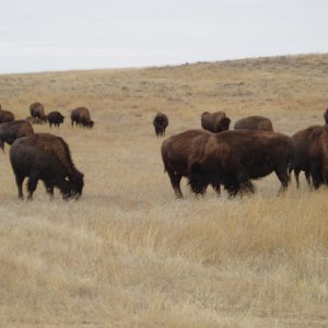 Durham Buffalo Ranch Wright, Wyoming