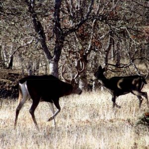 2011-Trinity County Blacktails