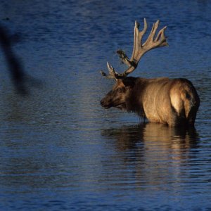 Tule Elk, East Park Reservoir