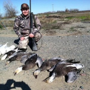 Geese Hunt (Blue Geese) 2013