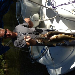 walleye