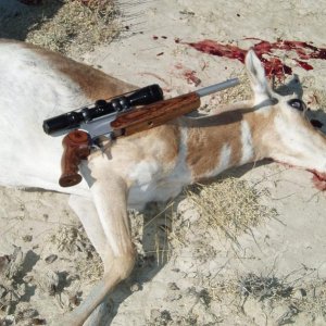 2010 Wyoming 25/06 Encore Handgun-227 yds