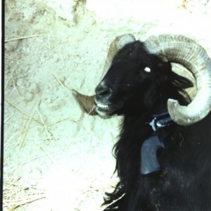 Black Hawaiian Ram-Super Blackhawk  .44 Magnum