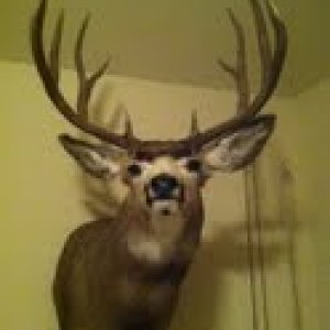 deer