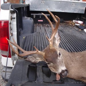 2012 deer D5