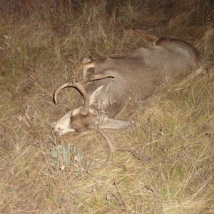 2013 ND Mule Deer, not the giant I was looking for but he will do.