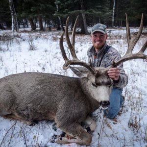 2013 Mule Deer