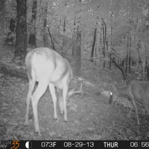 Arrowdeer