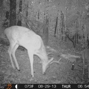 arrowdeer2