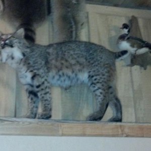 40lb bobcat shot in 2003
