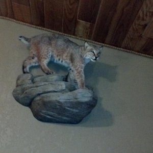 36lbs bobcat shot in 2008