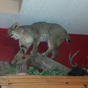 36lb bobcat shot in 2001