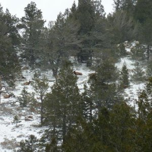 Small Herd Laying Down