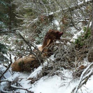 2013 Bull Lodged in Downfall