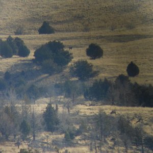 Idaho hunt 12 014