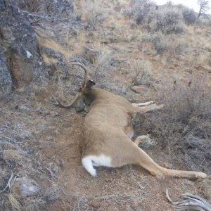 Idaho hunt 12 017
