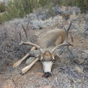 Idaho hunt 12 023