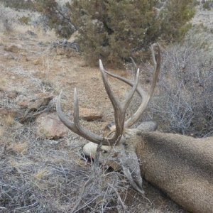 Idaho hunt 12 026