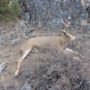 Idaho hunt 12 019