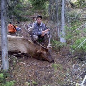 2010 Idaho elk