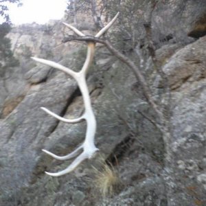 shed huntin